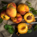 Персик крымский Персик крымский