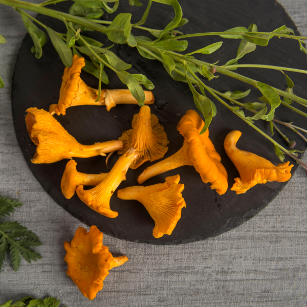 Лисички лесные