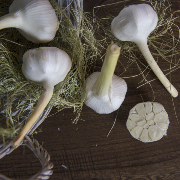 Чеснок молодой Чеснок молодой