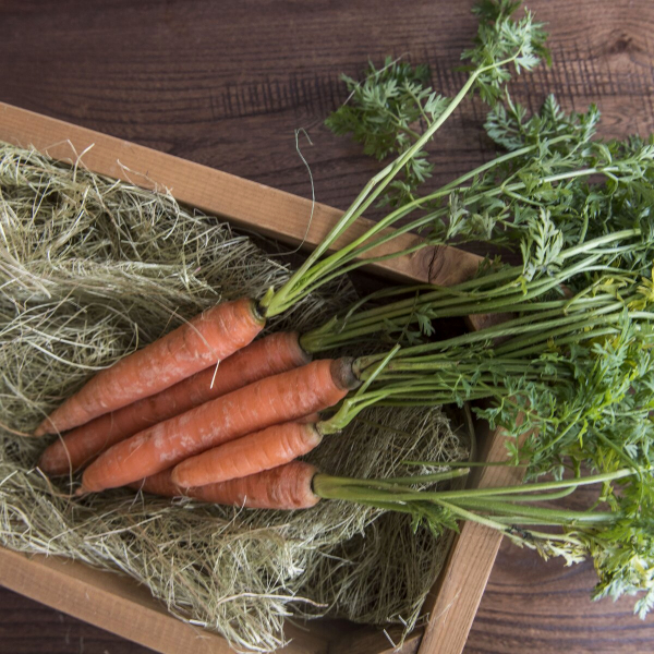 Морковь тепличная свежая Морковь тепличная свежая