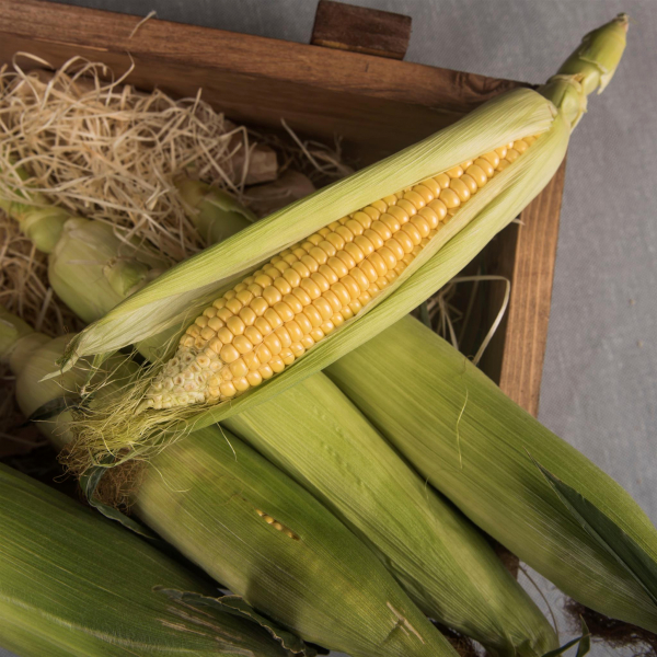 Кукуруза