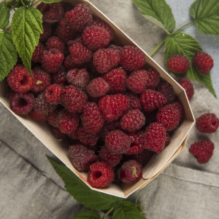 Малина лесная