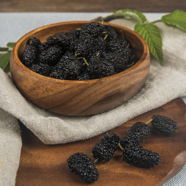 Шелковица черная