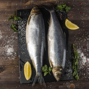 Сельдь атлантическая